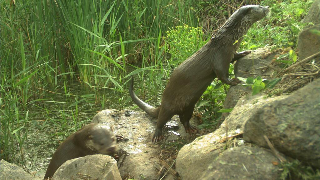 Photo: Alon Reichman, Israel Nature and Parks Authority לוטרה בשמורת החולה