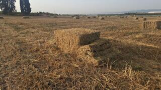 עשרות באלות השוחתו בשדות מושב כפר יהושע 