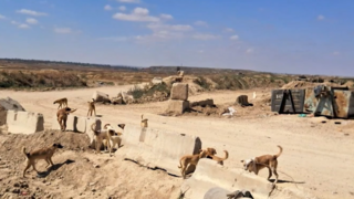 כלבים משוטטים באזור עוטף עזה