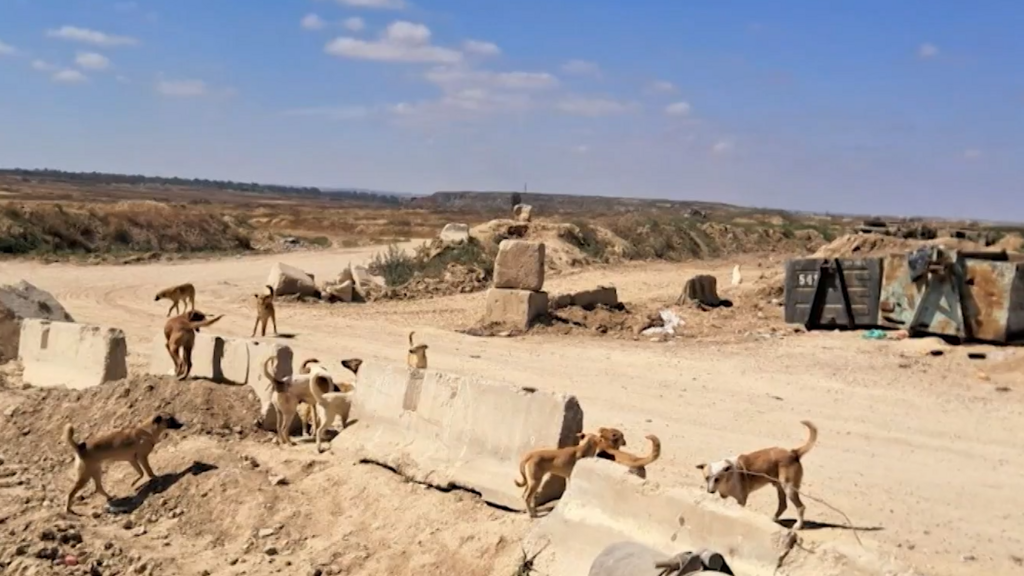 Бродячие собаки в Отеф-Аза כלבים משוטטים באזור עוטף עזה