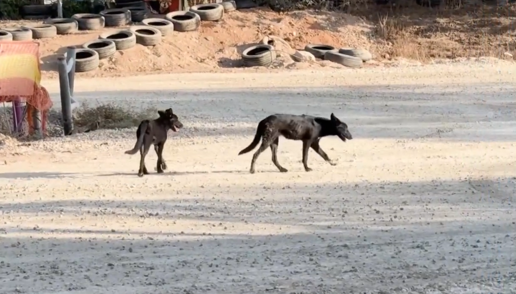Stray dogs are seen near the Gaza border amid warnings they are crossing into Israeli communities and threatening livestock כלבים משוטטים באזור עוטף עזה