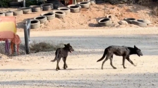 כלבים משוטטים באזור עוטף עזה
