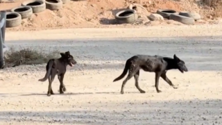 כלבים משוטטים באזור עוטף עזה