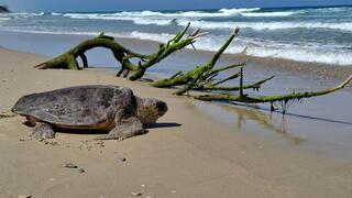 Sea trutles