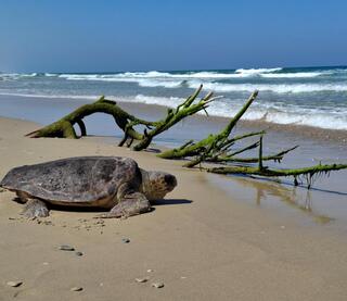 Sea trutles
