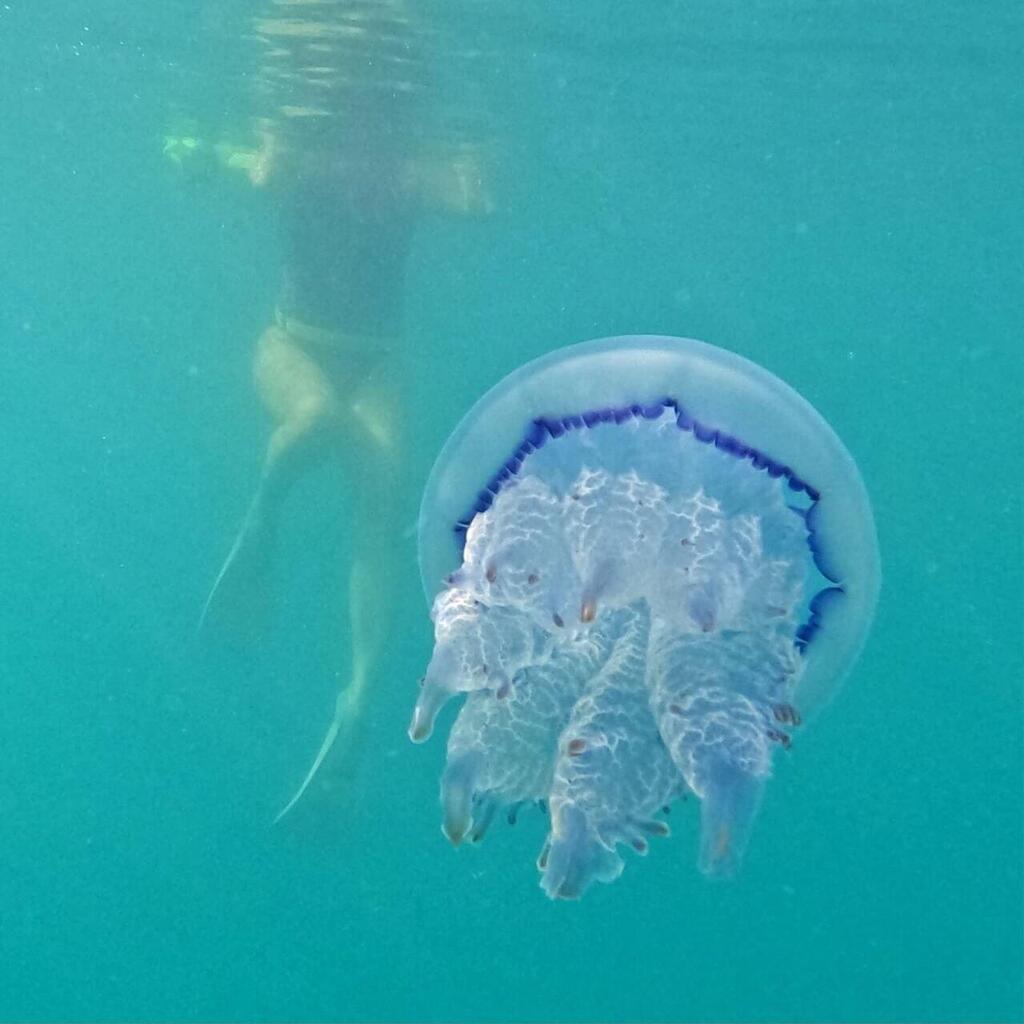 A blue blubber jellyfish near divers off Palmachim Beach (Photo: Shlomi Yitzhaki) מדוזת כחולת-שוליים חלקה בקרבת צוללים מול חוף פלמחים