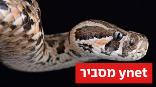 מה עושים כשרואים נחש, ומה לעשות אם הוא הכיש?