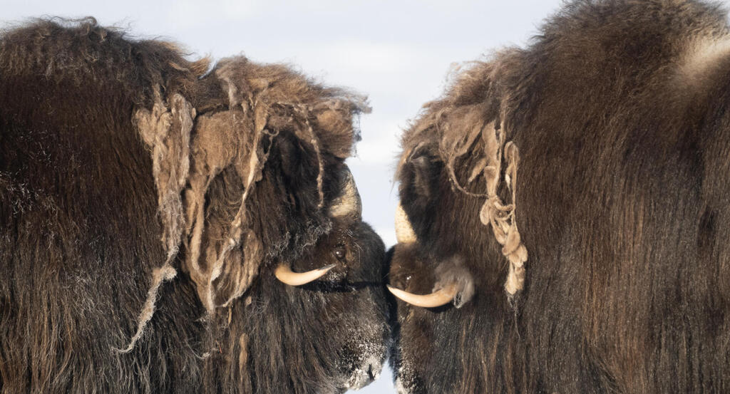 Head-to-head encounter between musk oxen