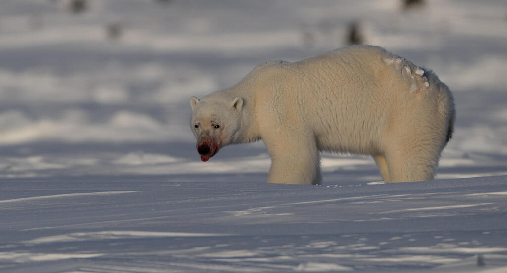 Polar bear on Ellesmere Island