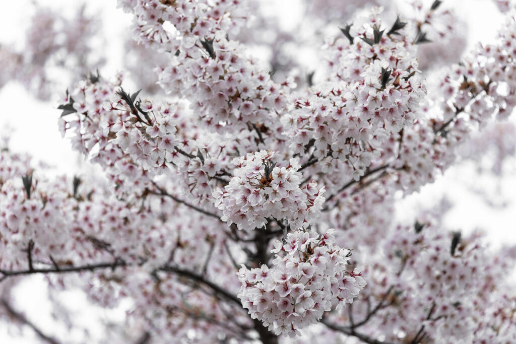 Sakura at its peak (Photo: Rafi Koren) שיא הסאקורה