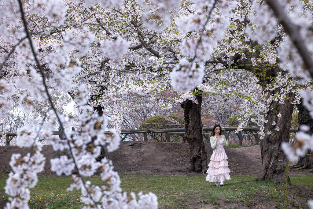 Goryokaku park (Photo: Rafi Koren) פארק Goryokaku