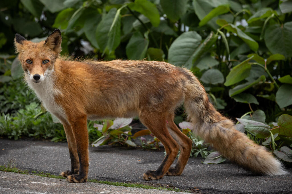 Red fox (Photo: Rafi Koren) שועל אדום