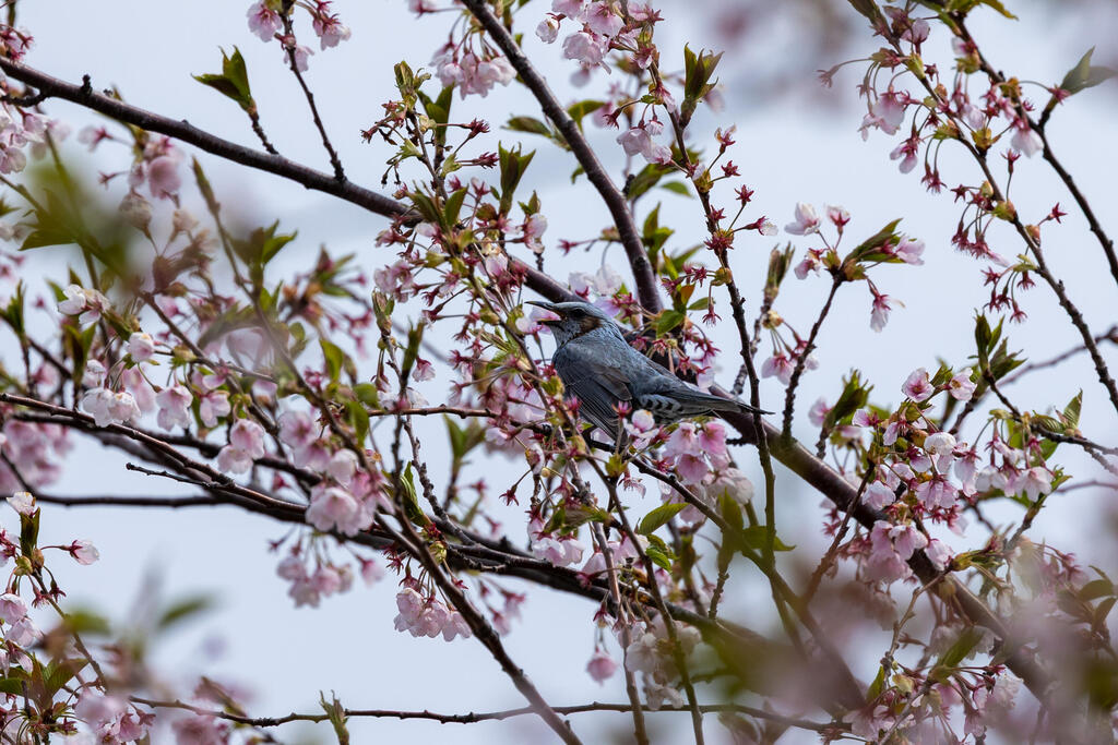 Some of the birds we encountered (Photo: Rafi Koren) חלק מהציפורים שפגשנו