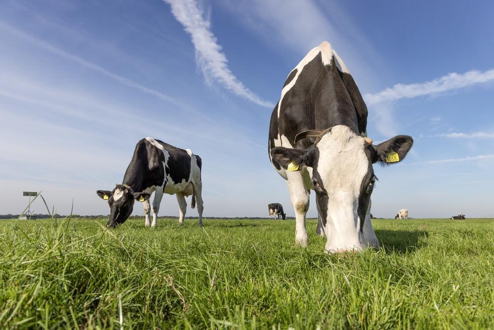 Grazing
