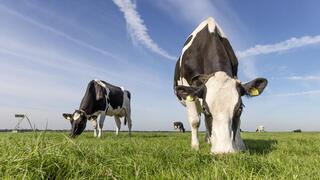 Grazing