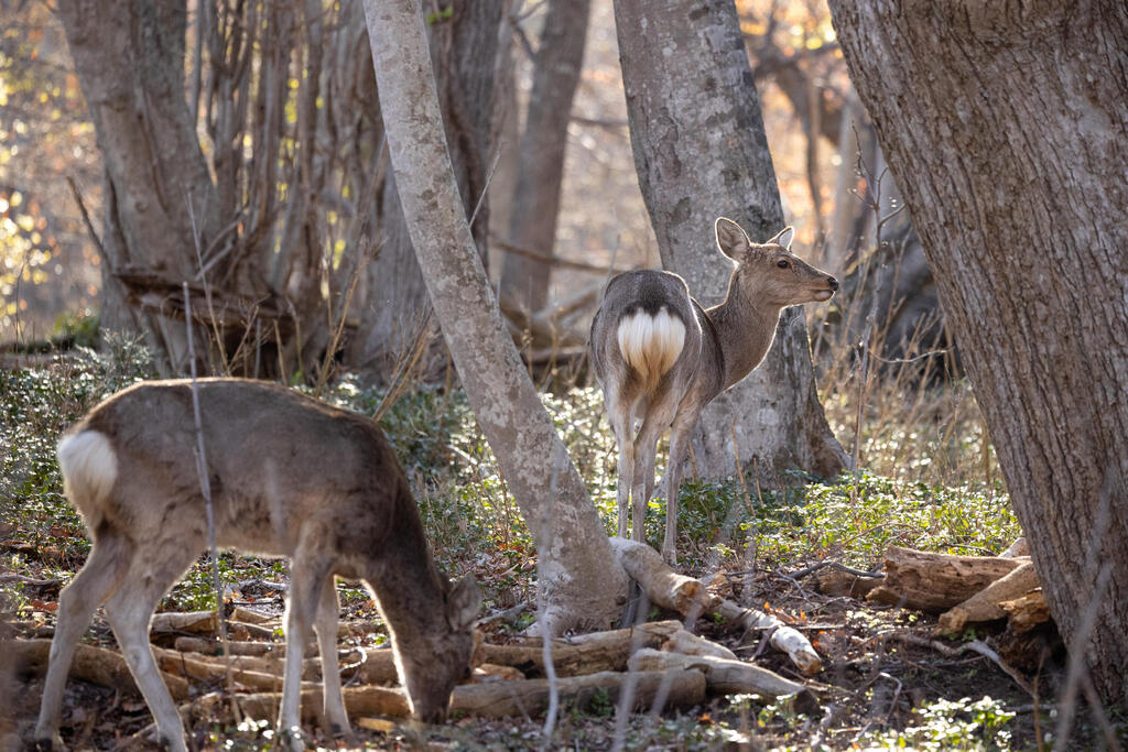 Ezo deer (Photo: Rafi Koren) צבאי אזו