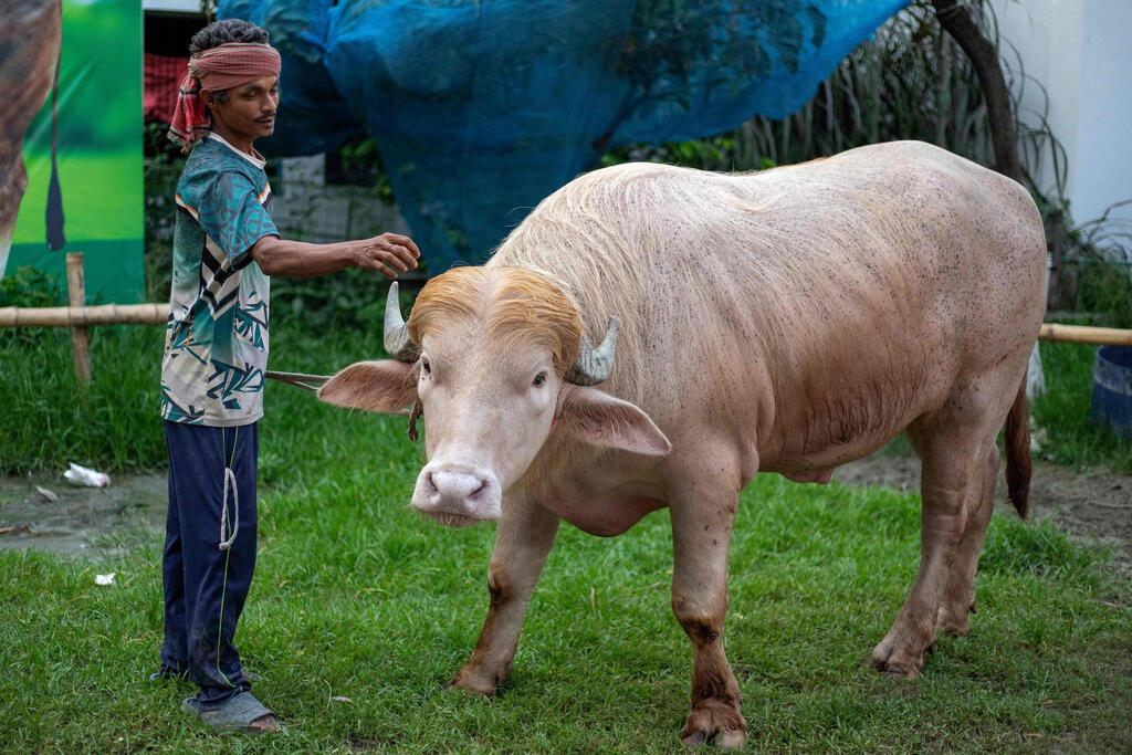 Visitors check an albino buffalo nicknamed 'Donald Trump' for sale ahead of Eid al-Adha at a livestock farm in Narayanganj, Bangladesh (Photo: Salahuddin AHMED / AFP) רבים מגיעים לראות אותו. התאו הלבקן