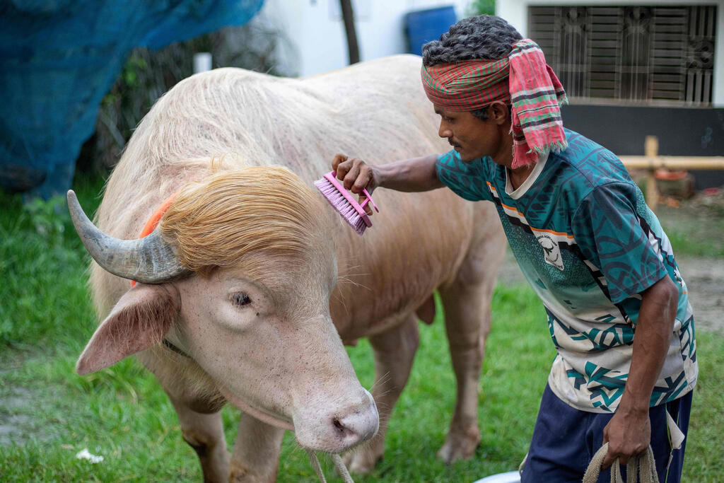 A caretaker brushes an albino buffalo nicknamed 'Donald Trump' at a livestock farm in Narayanganj, Bangladesh (Photo: Salahuddin AHMED / AFP) וגם לתסרוקת