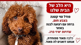 ג׳רזי כלבת הפודל של מיתר סעדון