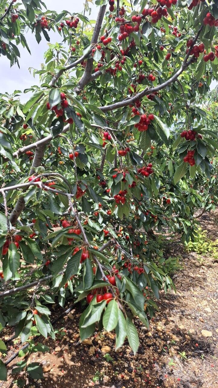 Cherry tree in the Galilee (Photo: Tony Alam, Savannah Farm) עץ דובדובן