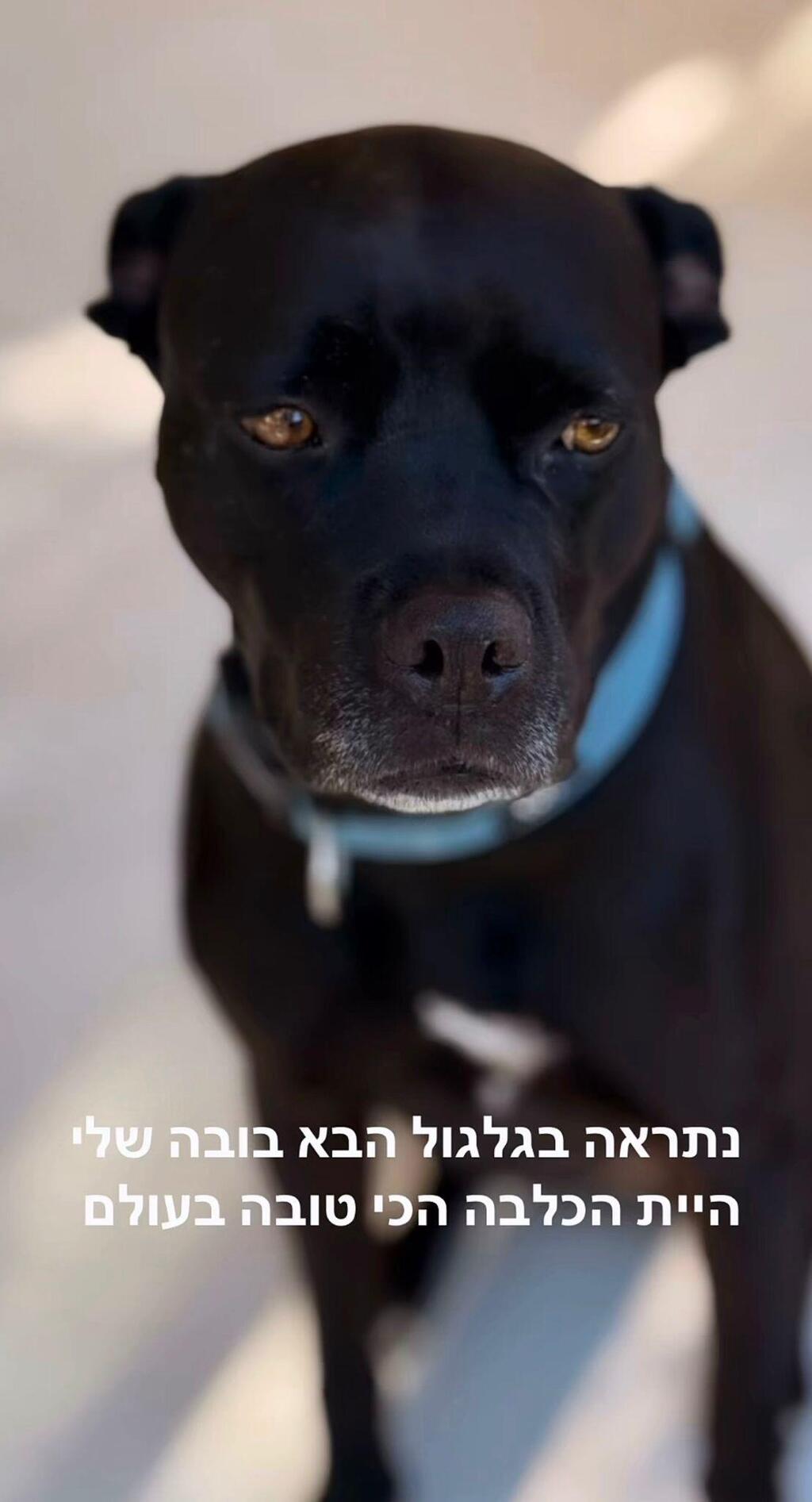 "היית לי בית". קייסי הכלבה של ספיר בורגיל (צילום מסך אינסטגרם) קייסי הכלבה של ספיר בורגיל
