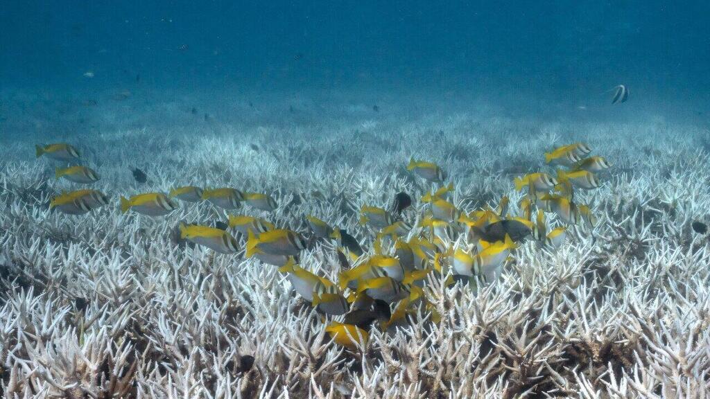 A school of fish swims past a bleached coral reef in Thailand (Photo: Lillian Suwanrumpha/AFP) להקת דגים חולפת בשונית אלמוגים שהולבנה בתאילנד