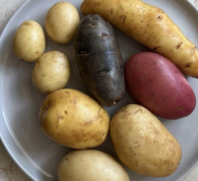 תפוחי אדמה