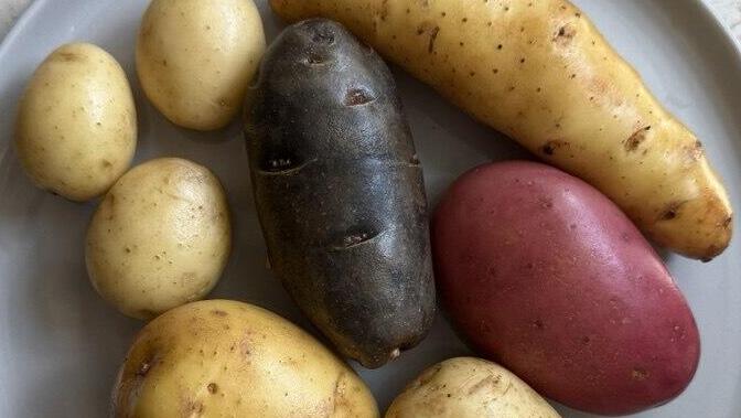 תפוחי אדמה