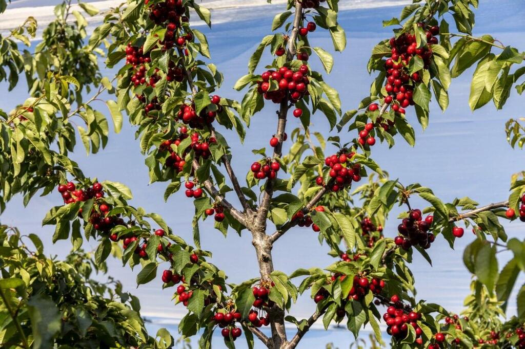Cherry tree in Manara (Photo: Vladimir Leykin) עץ דובדובן במנרה