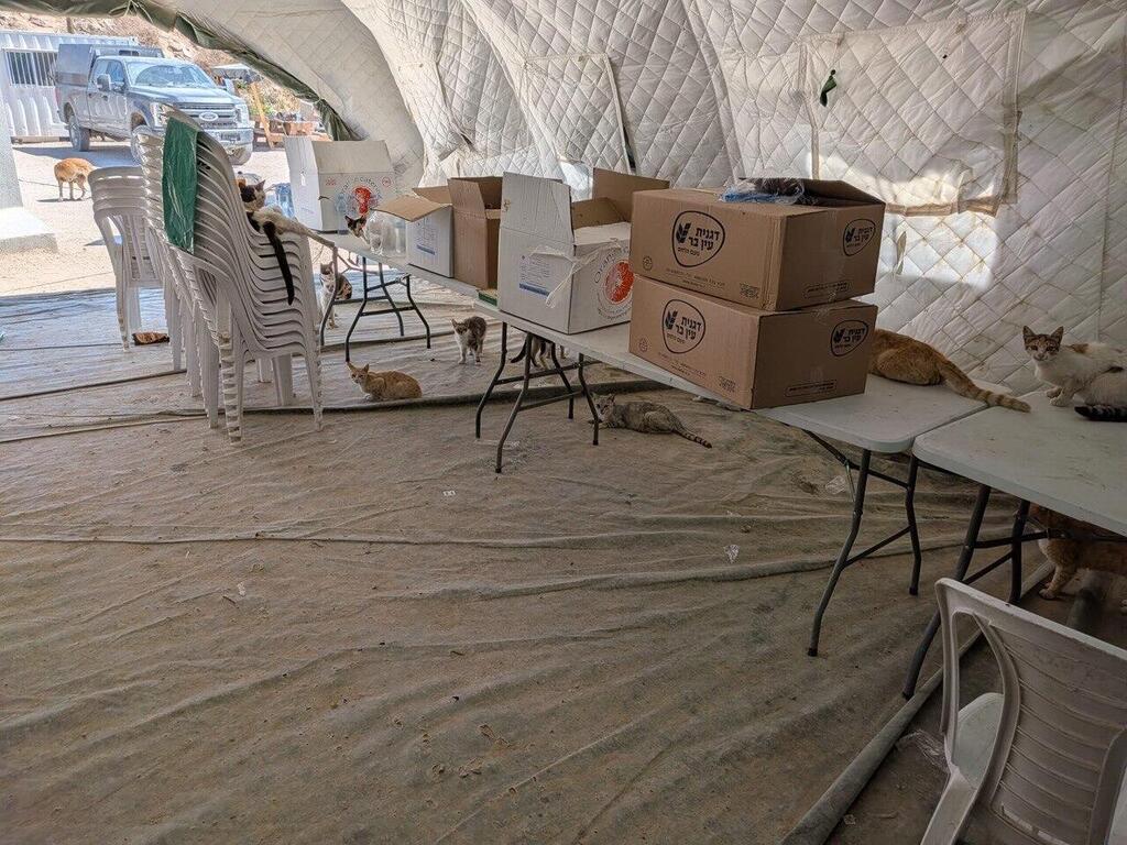 There are hundreds of cats and dogs roaming the outpost with no control המצב התברואתי הקשה במוצב ראול