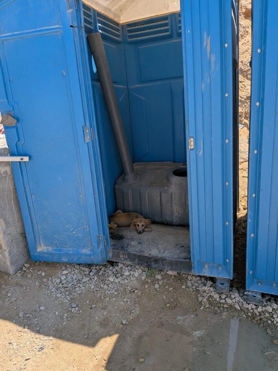 There are hundreds of cats and dogs roaming the outpost with no control המצב התברואתי הקשה במוצב ראול