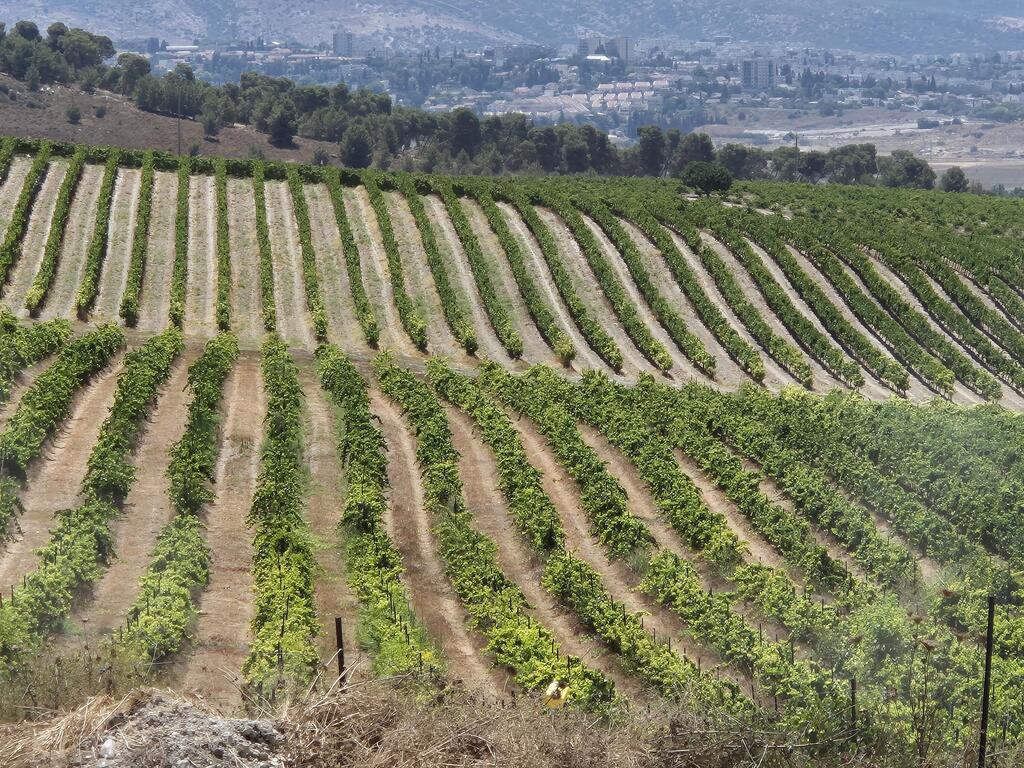 Grape season: a green vineyard in Mateh Yehuda (Photo: Zvika Burg) עונת הגפנים. כרם ירוק במטה יהודה