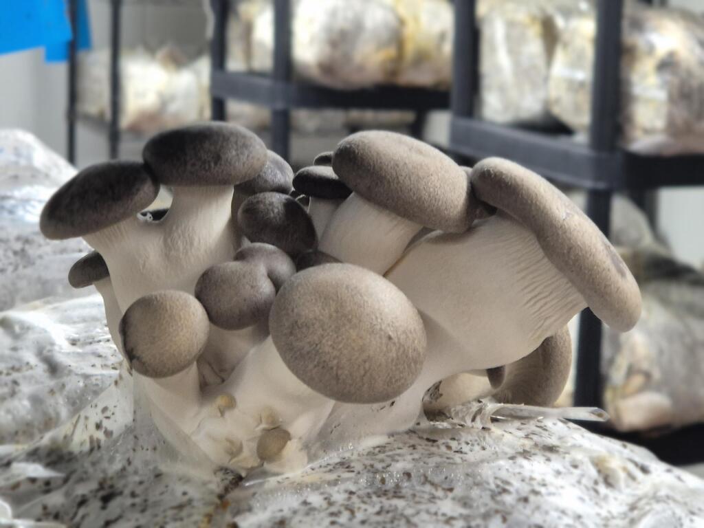 MaShroom, Moshav Tzafririm: A glimpse into the mushroom-growing industry (Photo: Zvika Burg) מאשרום, מושב צפרירים. הצצה לתעשיית גידול הפטריות