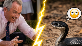 רוברט קנדי ג'וניור ונחש בקרינג'
