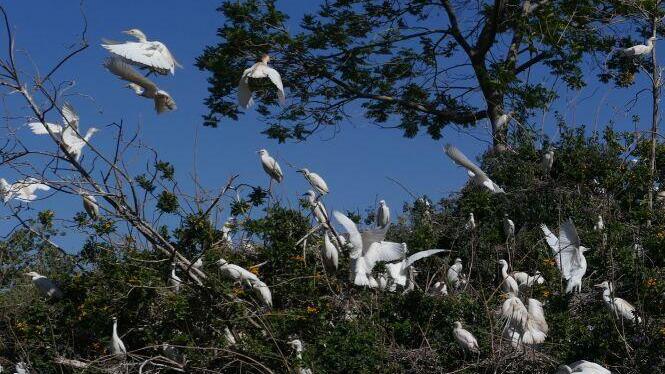 מושבת קינון אנפיות בקר