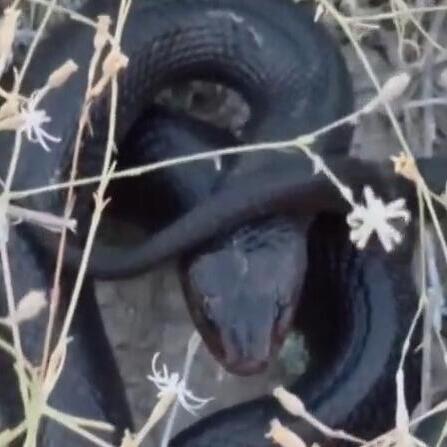 The black cobra (Photo: Shlomo Horovitz) הפתן השחור