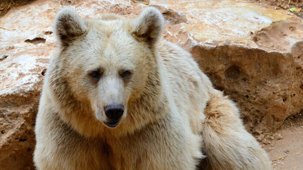 דוב סורי