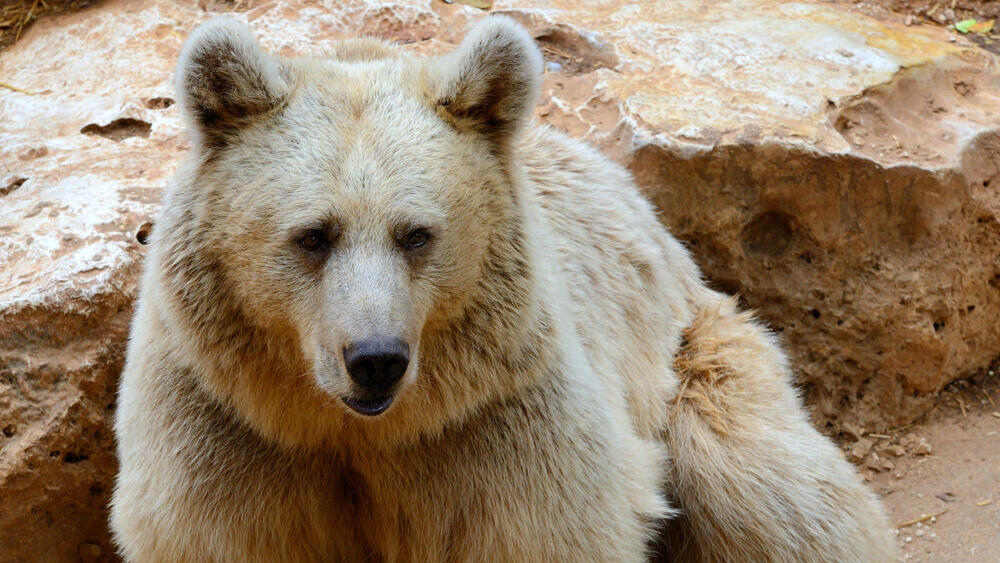 Syrian bear (Photo: Shutterstock) דוב סורי