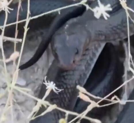The black cobra filmed by Shlomo Horovitz (Photo: Shlomo Horovitz) הפתן השחור