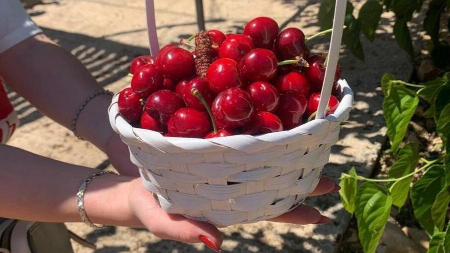 Черешня в кибуце Кфар-Эцион 