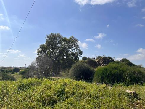 שטח תוכנית האירוסים