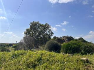 שטח תוכנית האירוסים