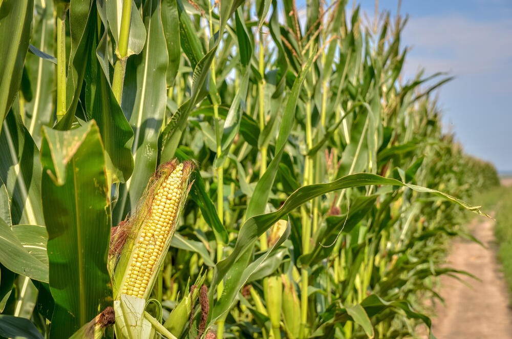 'Returning to the countryside to sell corn was a completely new experience for me' (Photo: Vitaliy Kyrychuk/Shutterstock) התירס הוא הגידול החקלאי הנצרך ביותר בעולם. צמח התירס בשדה