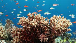 אלמוג Acropora eurystoma במפרץ אילת