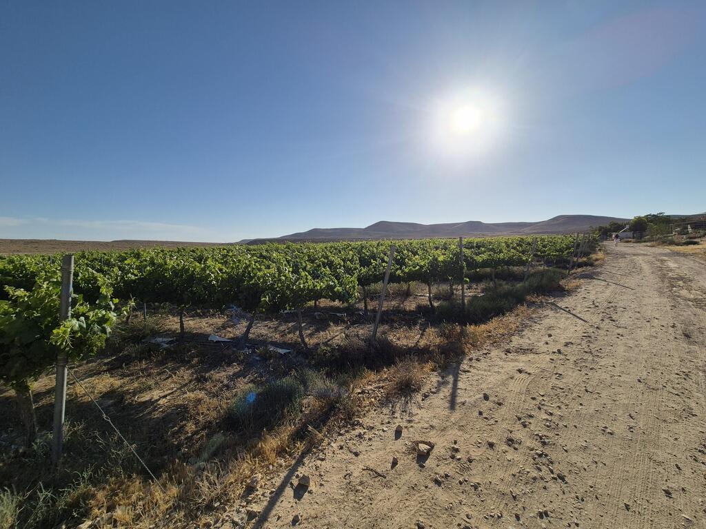 An oasis in the desert (Photo: Assaf Kamar) ריאה ירוקה במדבר