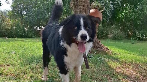 אוזו