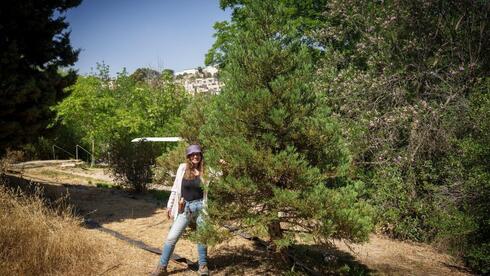 הסקוויון הענק בגן הבוטני. בינתיים רק 3 מטרים