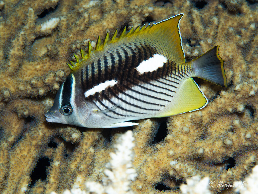 Butterflyfish (Chaetodontidae) are a large family of reef fish with more than 120 species (Photo: Maayan Neiger Rachmilevitch) Butterflyfish (Chaetodontidae) are a large family of reef fish with more than 120 species