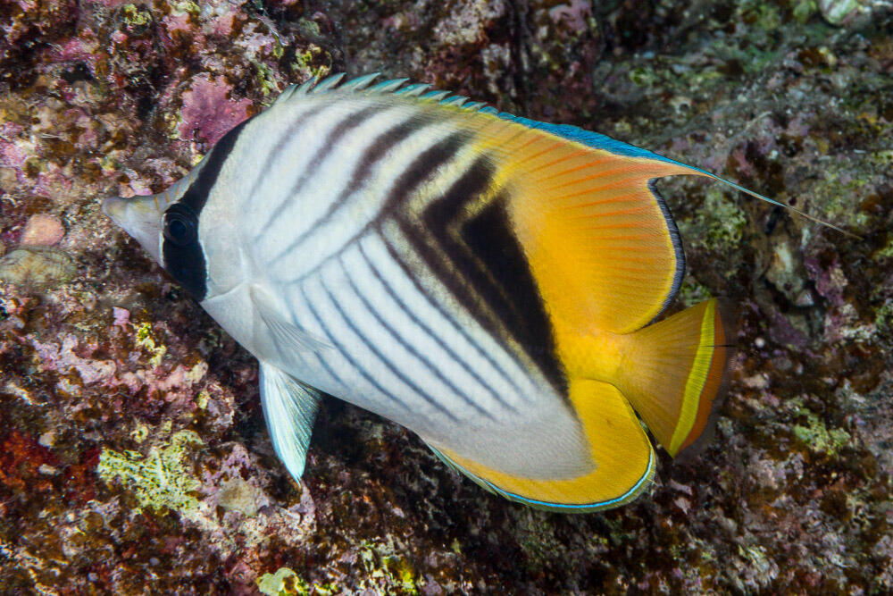Many butterflyfish species live in monogamous pairs (Photo: Francois Libert) Many butterflyfish species live in monogamous pairs