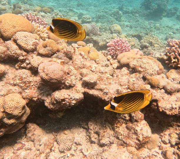 'This ‘pajama’ pattern protects them from nocturnal predators such as moray eels and lionfish that hunt in the dark' (Photo: Yael Avigad) 'This ‘pajama’ pattern protects them from nocturnal predators such as moray eels and lionfish that hunt in the dark'